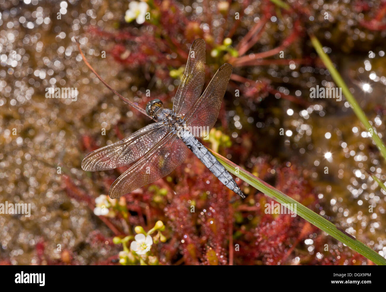 Keeled maschio schiumarola, Orthetrum coerulescens dragonfly, tra piante di palude, Dorset. Foto Stock