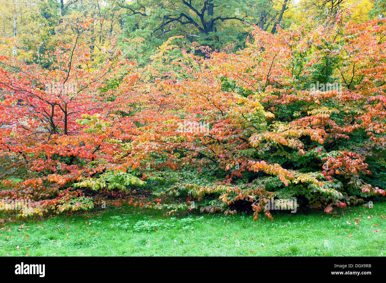 Rosso Giallo e verde autunno faggi sull'erba verde Fagus sylvatica Foto Stock Rosso Giallo e verde autunno faggi sull'erba verde Fagus sylvatica Foto Stock