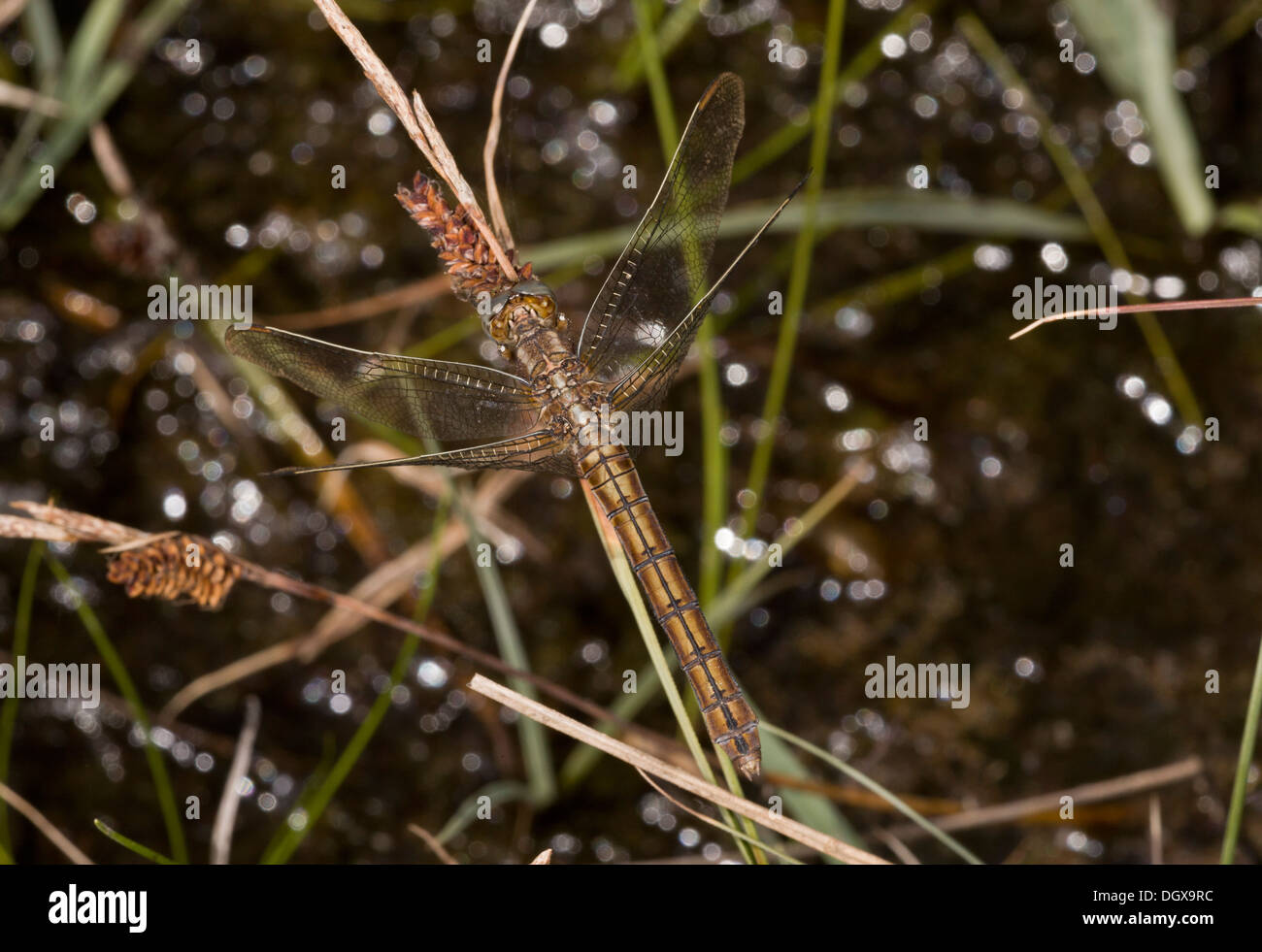 Femmina Skimmer Keeled, Orthetrum coerulescens dragonfly, tra piante di palude, Dorset. Foto Stock