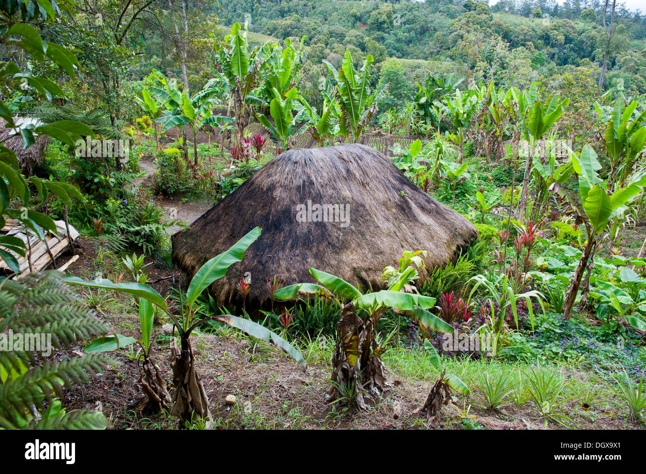 Cottage tradizionale nelle Highlands, Paya Papua Nuova Guinea Foto Stock