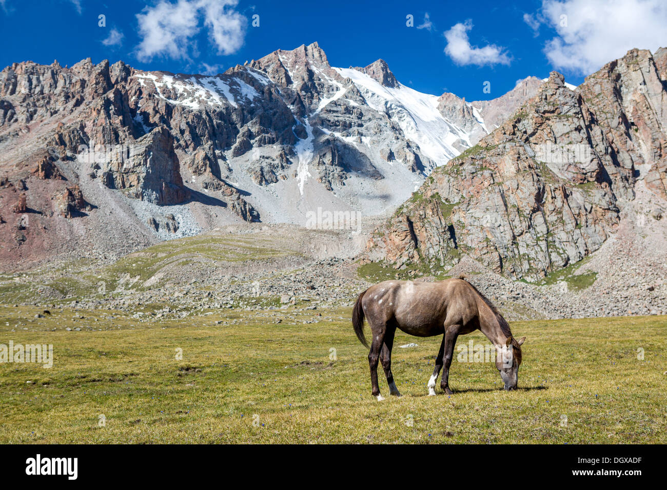 Cavallo in montagne di erba di alimentazione alla giornata di sole Foto Stock