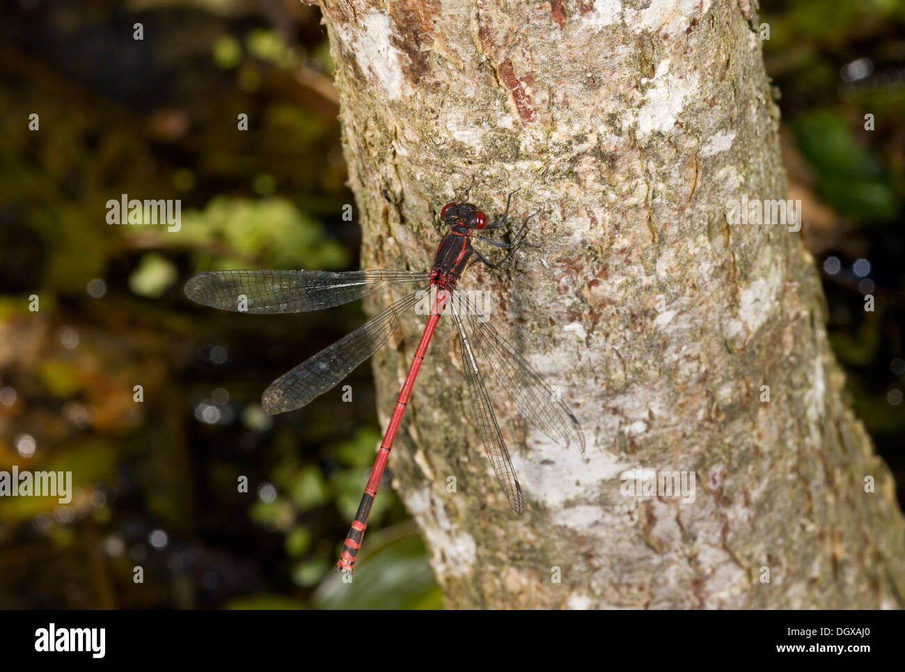 Grande fanciulla Rosso / Rosso Grande Damselfly, Pyrrhosoma nymphula - maschio appollaiato. Foto Stock