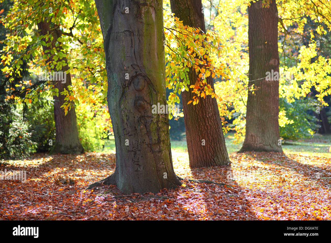 Vecchi alberi colorati in autunno caldo sole Foto Stock
