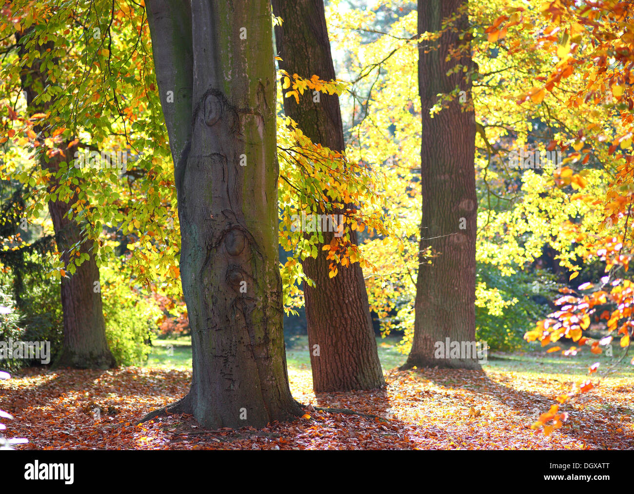 Vecchi alberi colorati in autunno caldo sole Foto Stock