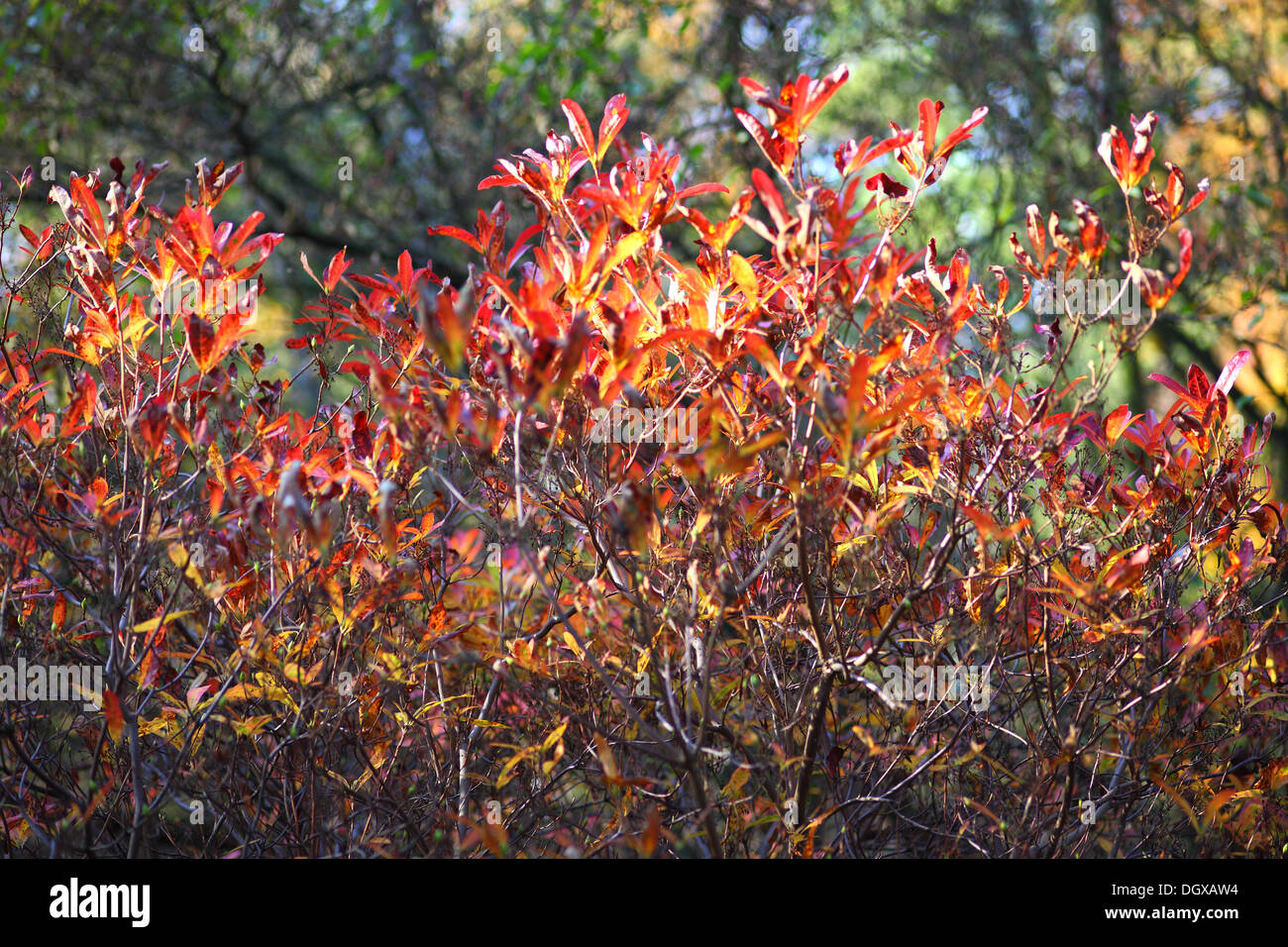 Autunno rosso azalea foglie di rododendro soleggiato Foto Stock