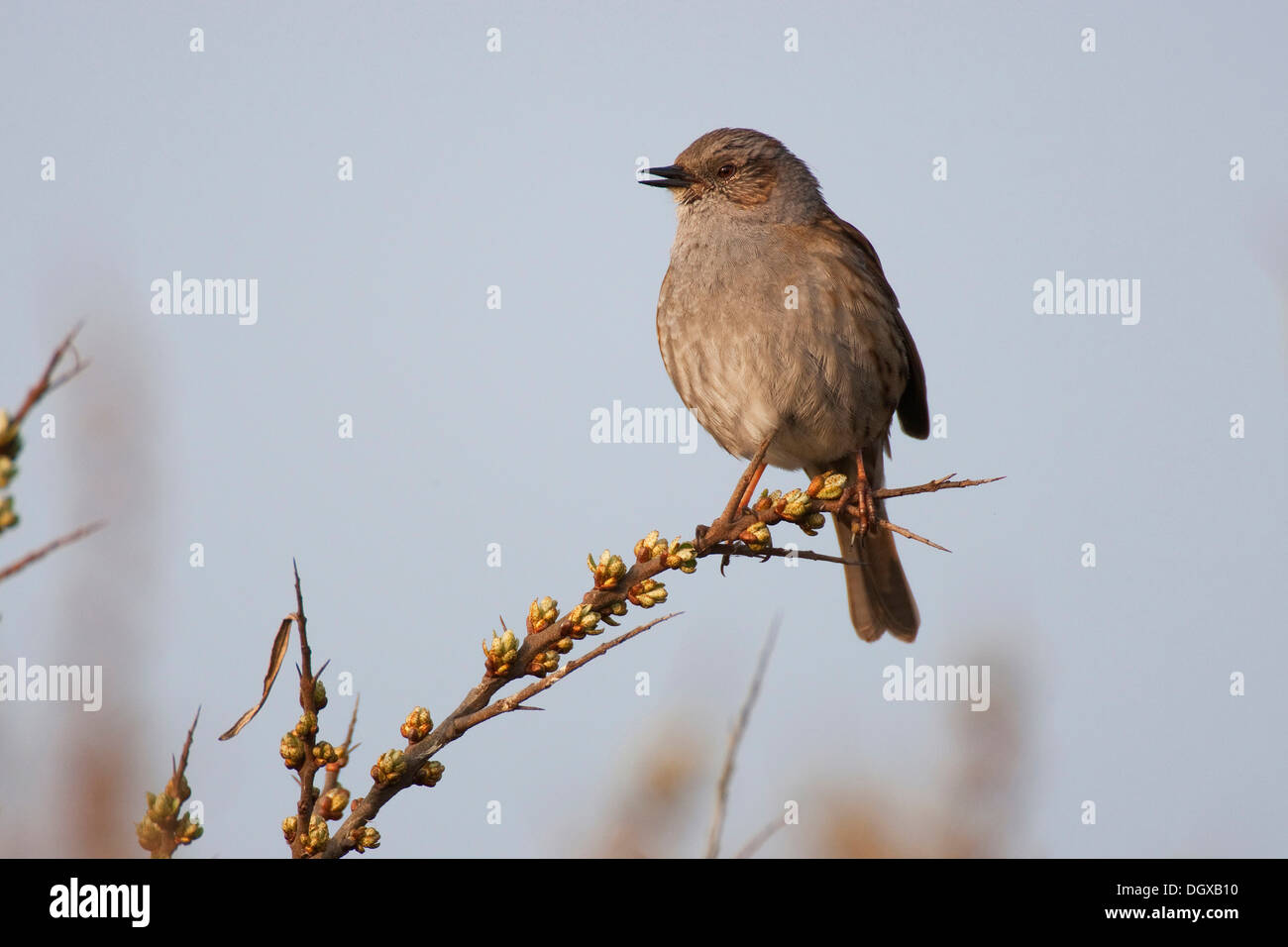 Dunnock, Hedge Accentor, Hedge Sparrow o Hedge trillo (Prunella modularis), cantando, Texel, Paesi Bassi, Europa Foto Stock