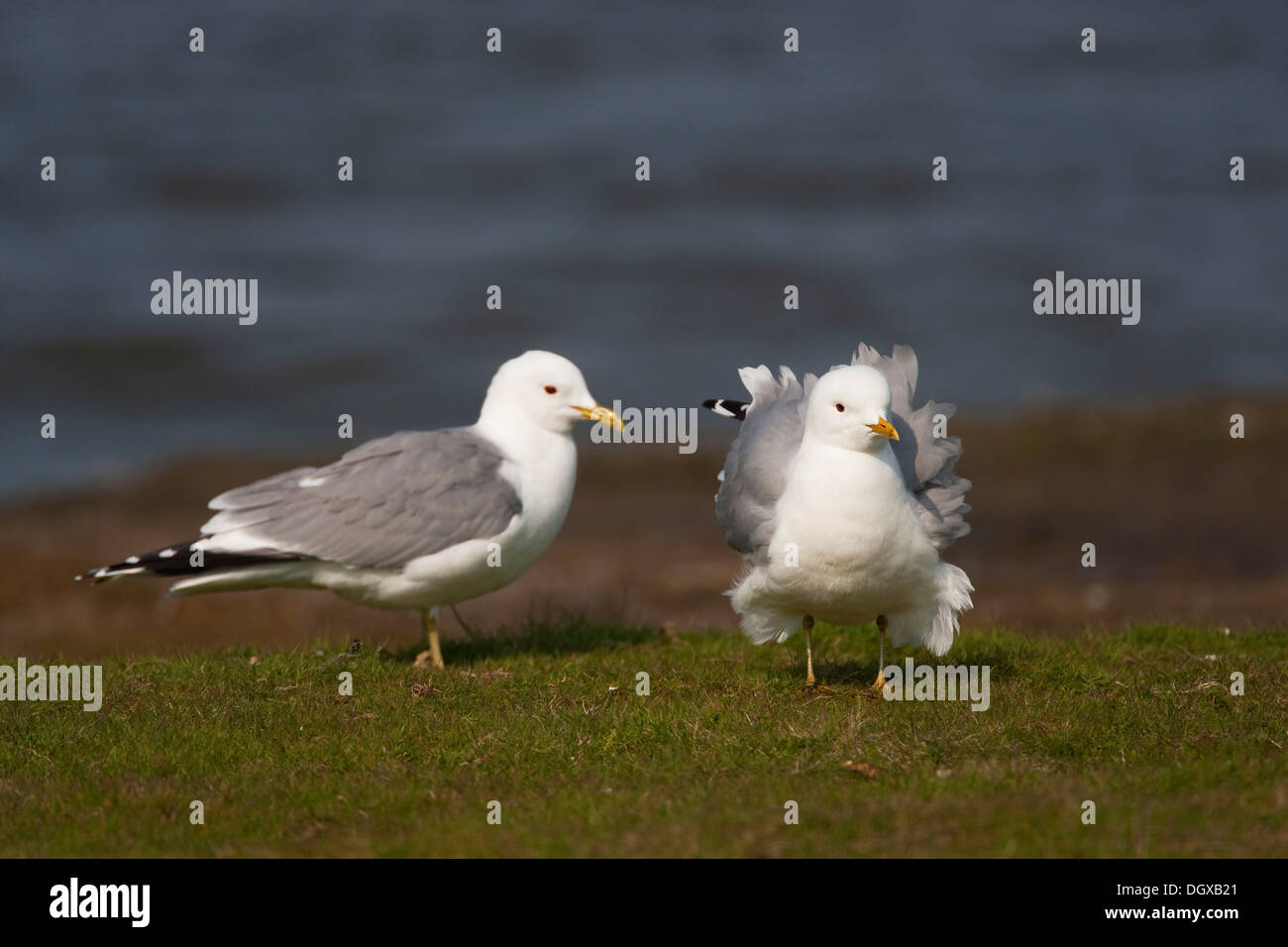 Comune o Gullor Mew Gull (Larus canus), Texel, Paesi Bassi, Europa Foto Stock