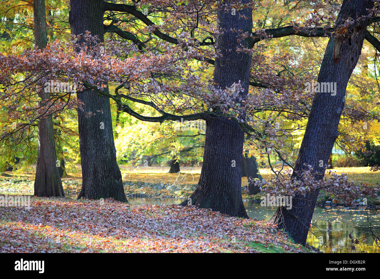 Vecchi alberi di quercia in autunno caldo sole Foto Stock