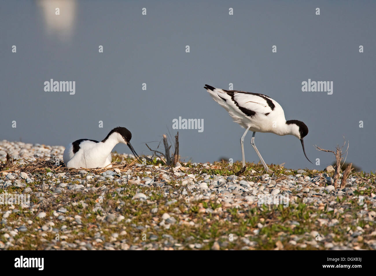 Pied avocette (Recurvirostra avosetta), maschio e femmina al nido, Texel, Paesi Bassi, Europa Foto Stock