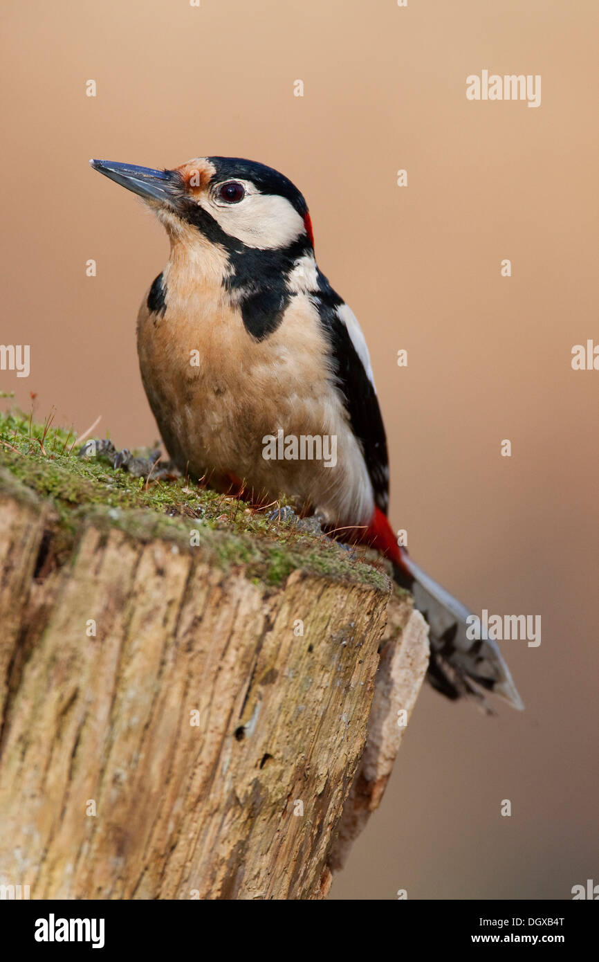 Picchio rosso maggiore o il Picchio Rosso (Dendrocopos major), maschio, Turingia Foto Stock