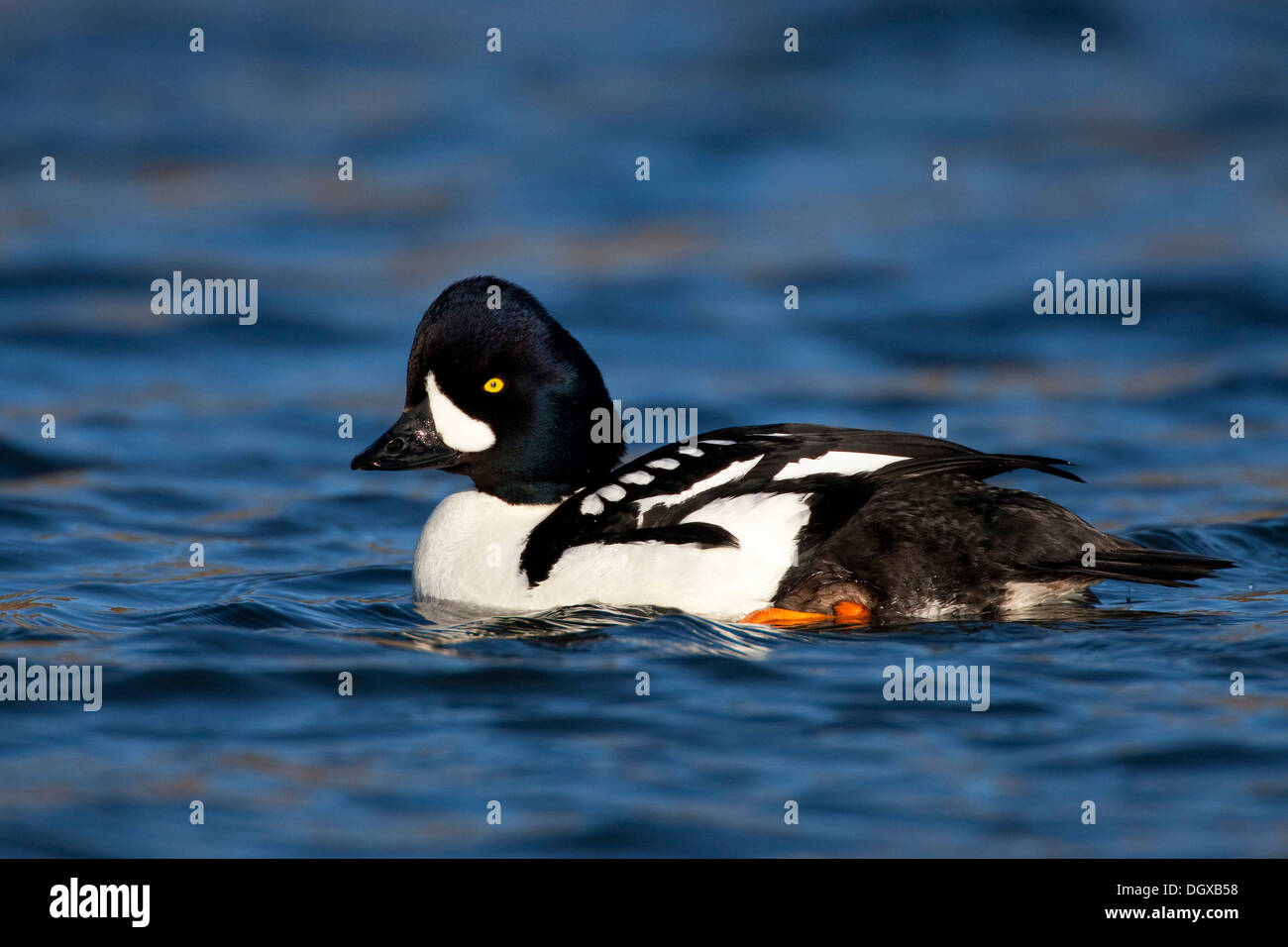 Barrow è Goldeneye (Bucephala islandica), maschio sul fiume Laxa, Myvatn, Islanda, Europa Foto Stock