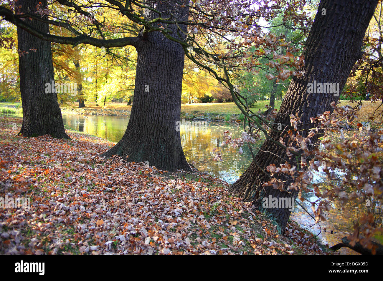Vecchi alberi di quercia in autunno caldo sole Foto Stock
