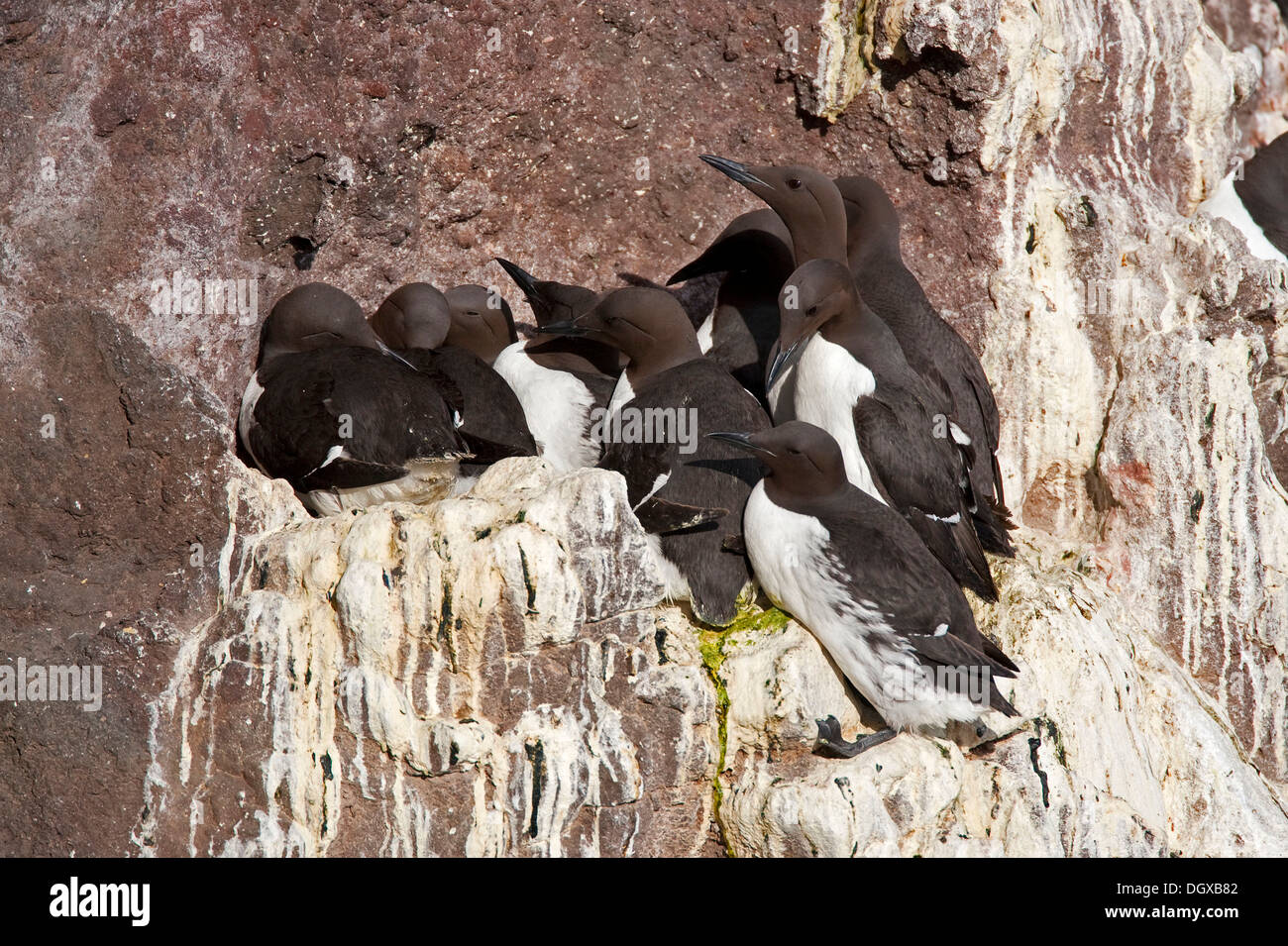 Murre comune o comuni o Guillemot (Uria aalge), colonia di allevamento sulle rocce, Latrabjarg, Westfjords, Islanda, Europa Foto Stock
