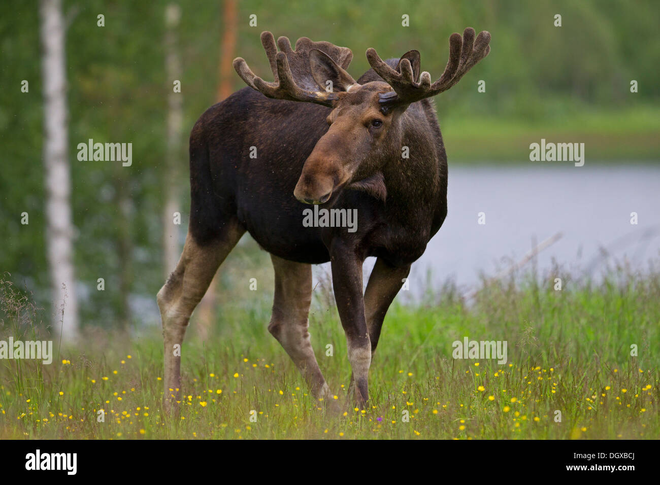 Eurasian Elk (Alces alces), Svezia, Europa Foto Stock