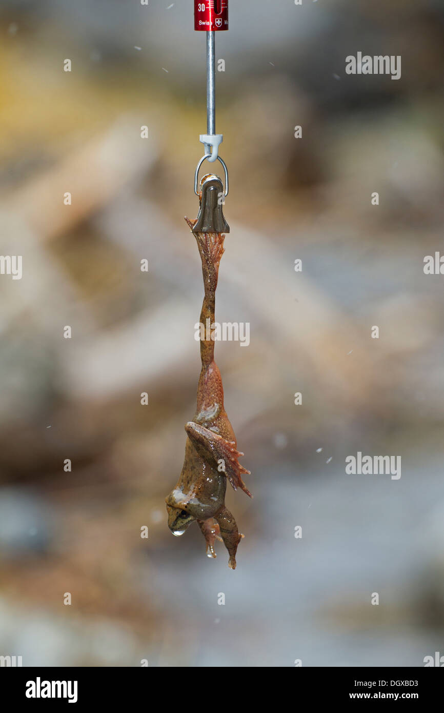 Rana dei Pirenei (Rana pyrenaica) durante lo studio scientifico, femmina, Pirenei, Spagna, Europa Foto Stock