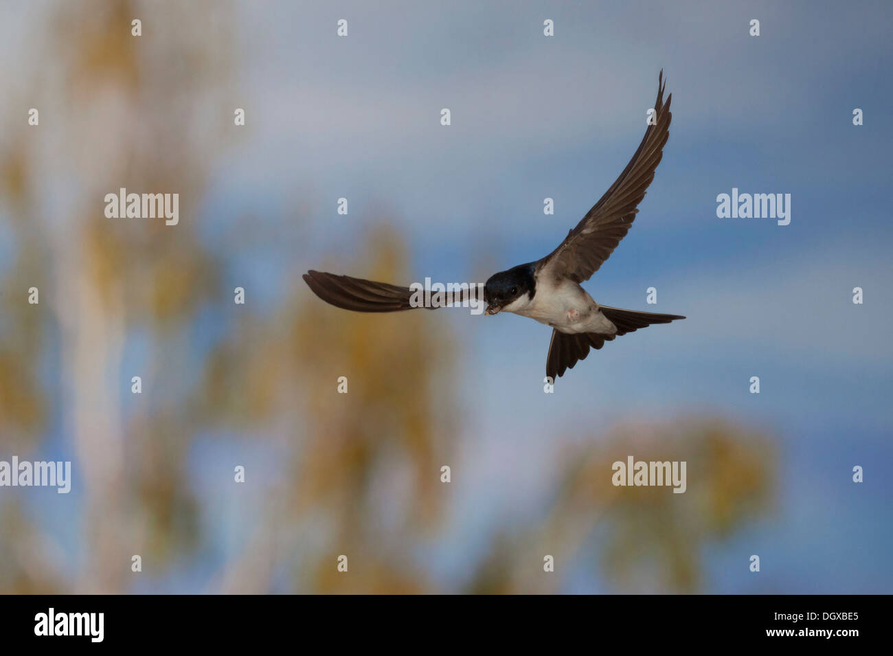 Casa comune Martin (Delichon urbica) in volo, Turingia, Germania Foto Stock