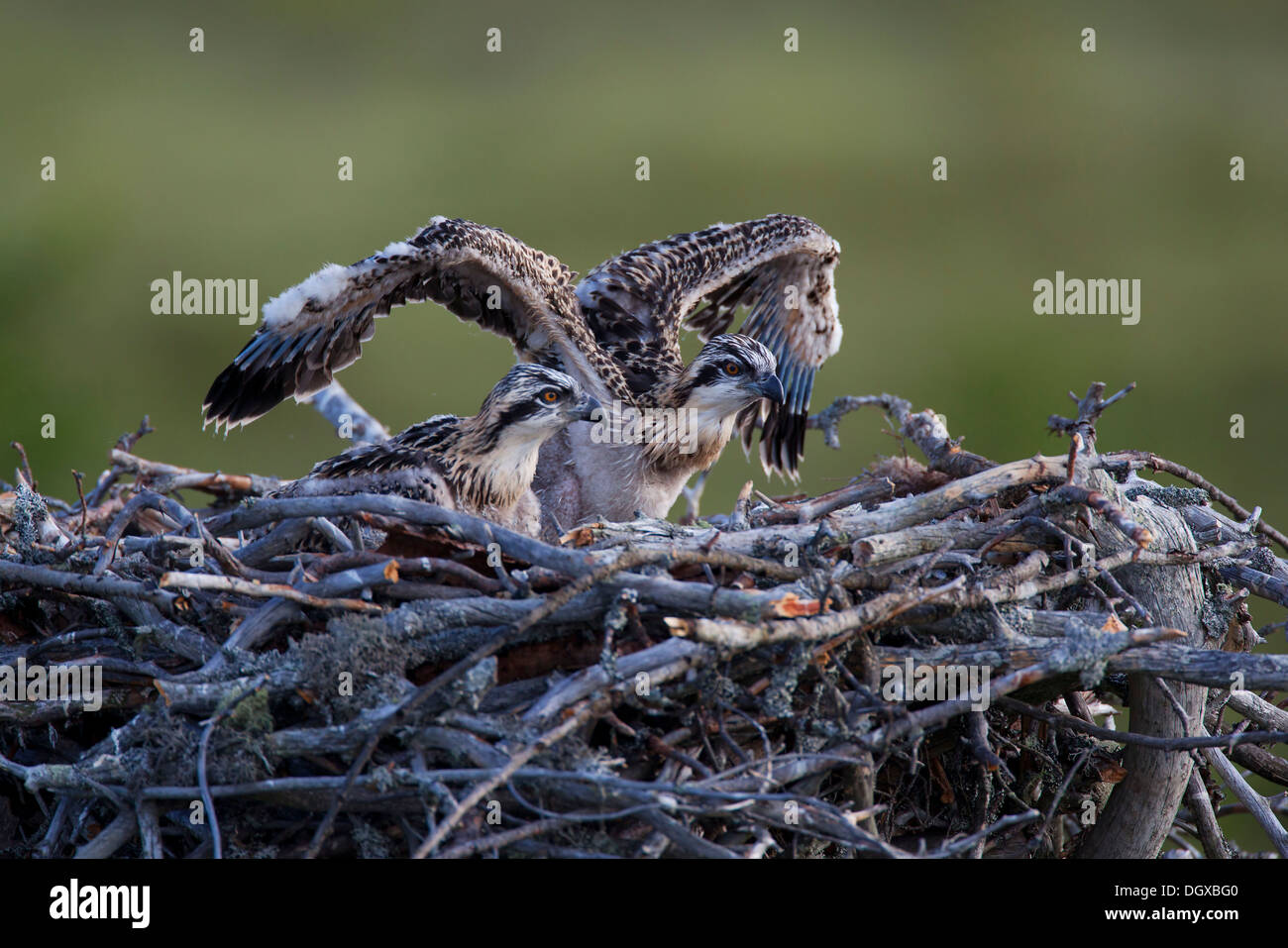 Osprey o mare Hawk (Pandion haliaetus), uccelli giovani in un nido d'aquila, Kajaani sub-regione, Finlandia Foto Stock