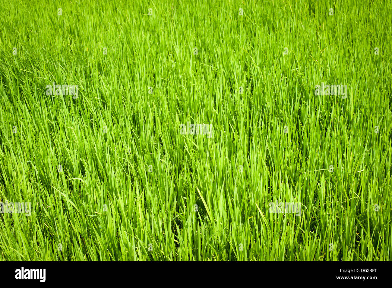 La natura dello sfondo. Una texture verde del campo di riso. India del sud. In Tamil Nadu Foto Stock