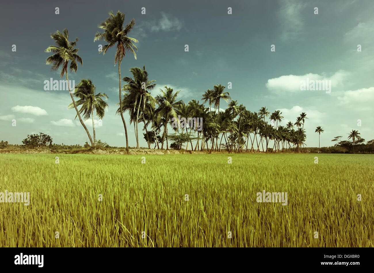 La natura dello sfondo texture verde campo di riso palme di cocco oltre il cielo tropicale immagine in stile vintage India del sud del Tamil Nadu Foto Stock