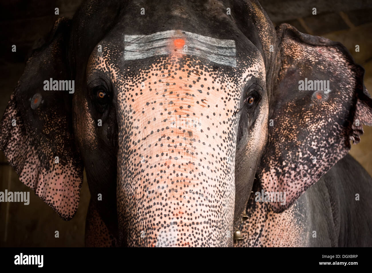 Elefante dipinto con simboli religiosi benedizioni pellegrini al tempio indù. India del sud, Tamil Nadu Foto Stock