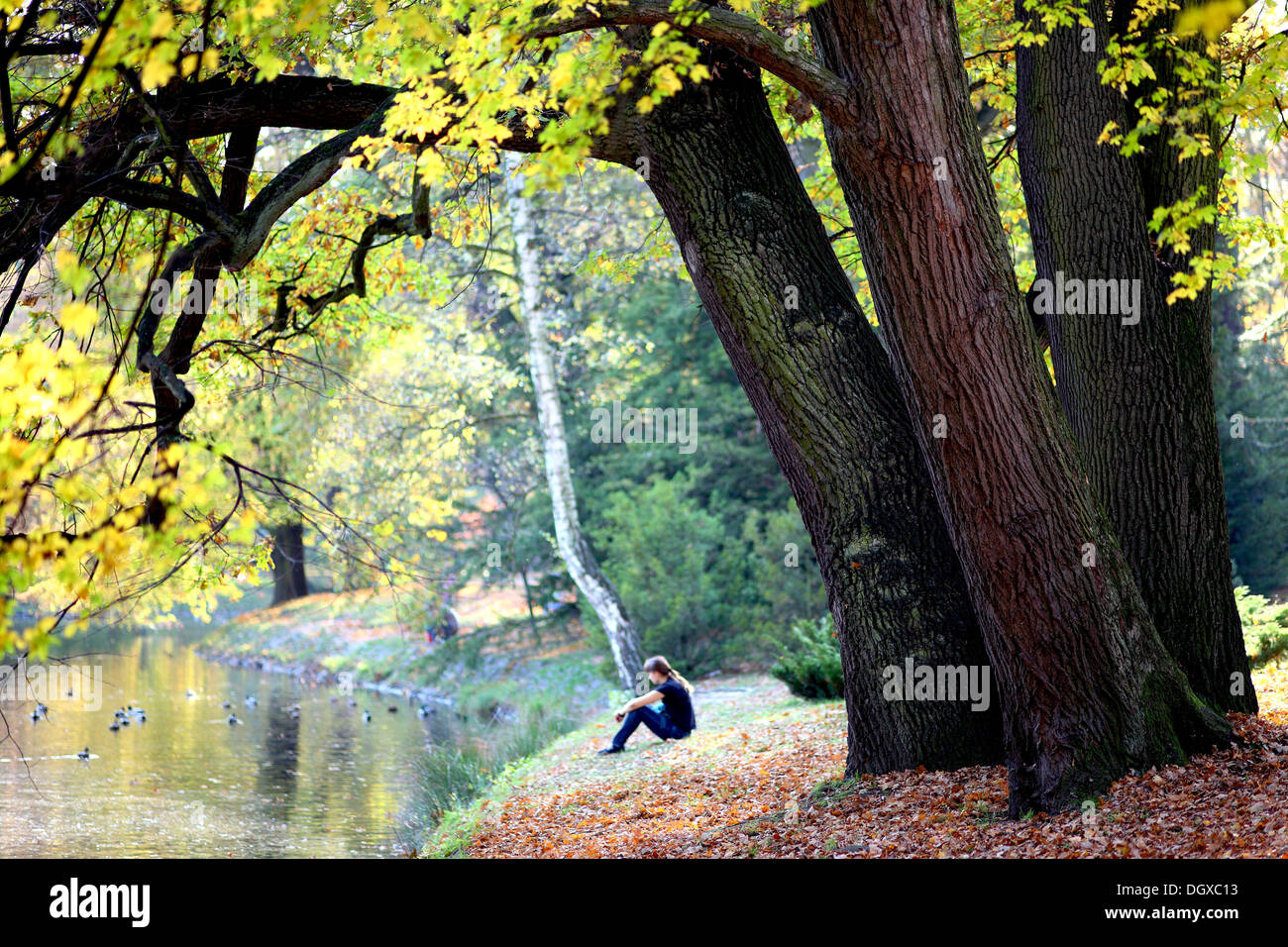 Ragazza in appoggio sotto vecchi alberi di quercia in autunno caldo luce Foto Stock