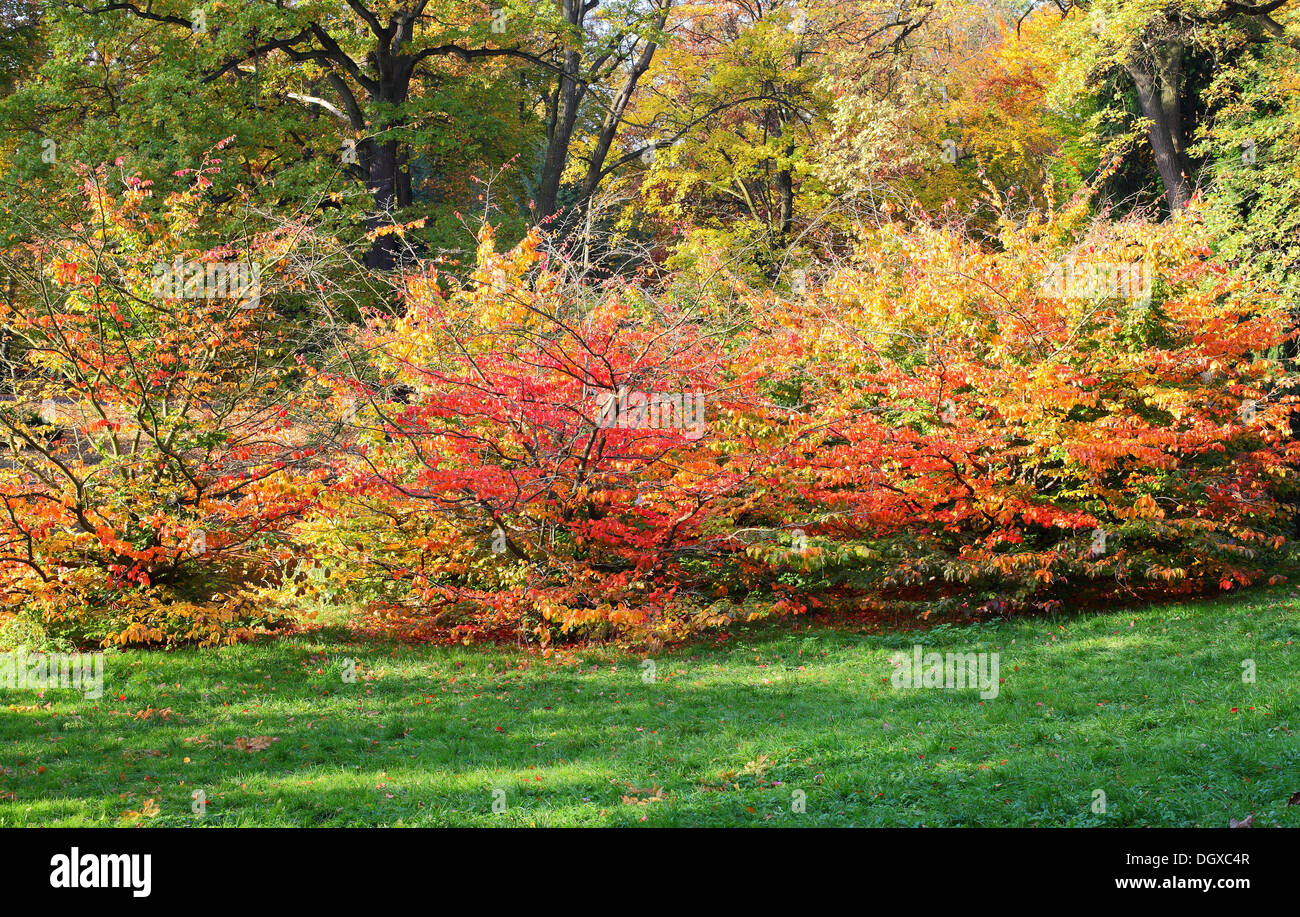 Rosso Giallo e verde autunno faggi sull'erba verde Fagus sylvatica Foto Stock Rosso Giallo e verde autunno faggi sull'erba verde Fagus sylvatica Foto Stock