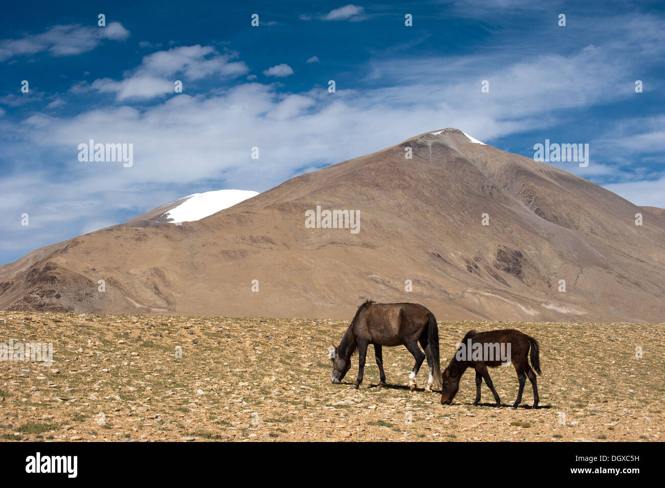 Cavalli selvaggi in Himalaya montagne paesaggio. India, Ladakh, altitudine 4600m Foto Stock