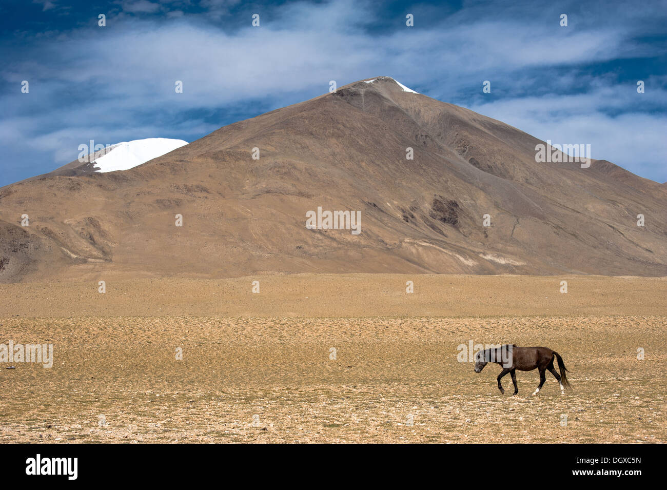 Cavalli selvaggi in Himalaya montagne paesaggio. India, Ladakh, altitudine 4600m Foto Stock