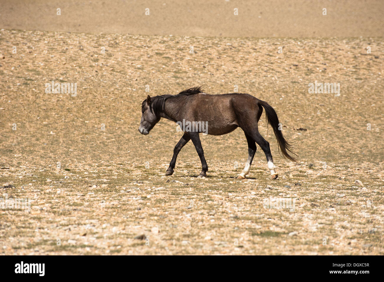 Wild Horse in Himalaya montagne paesaggio. India, Ladakh, altitudine 4600m Foto Stock