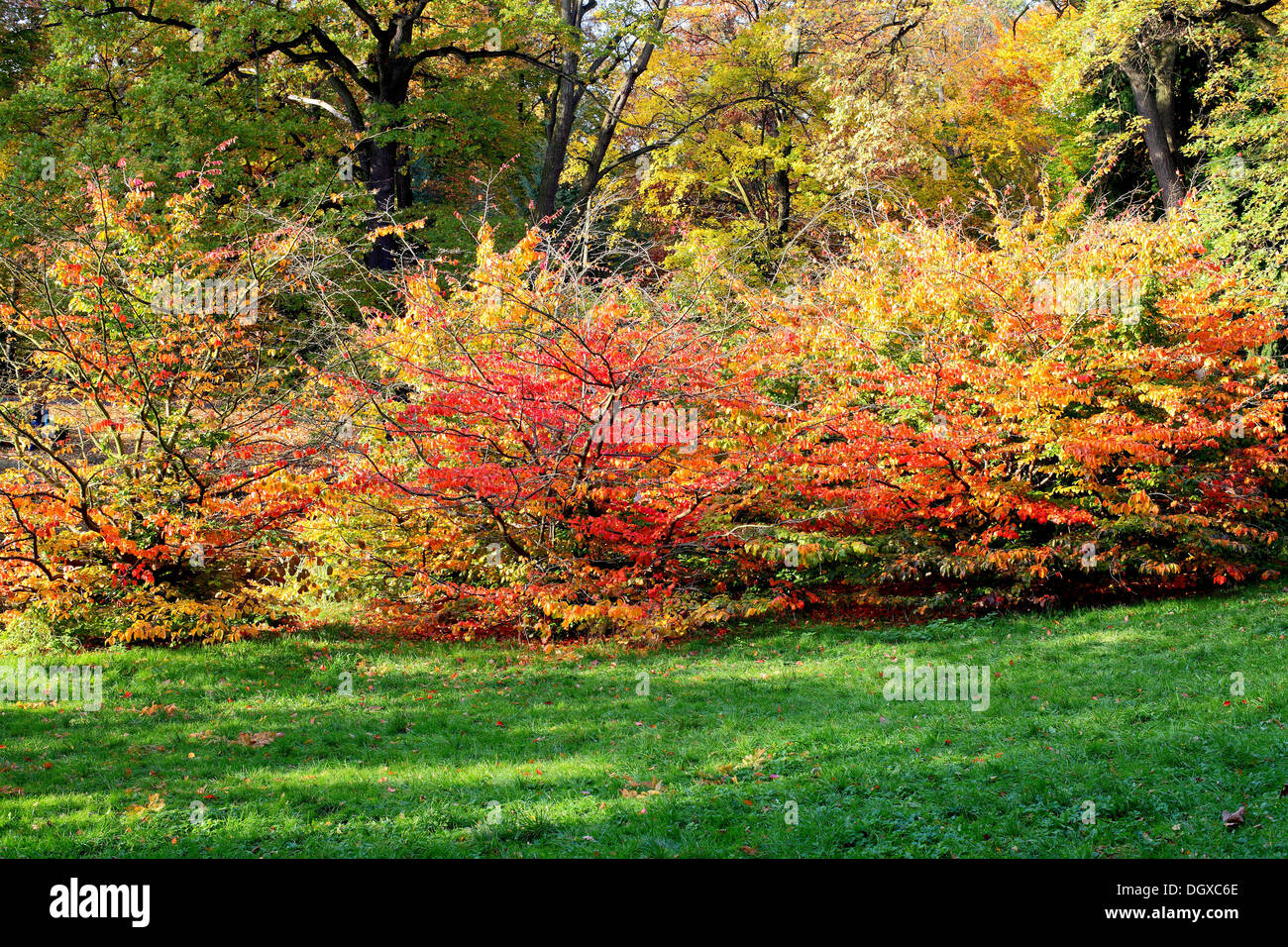 Rosso Giallo e verde autunno faggi sull'erba verde Fagus sylvatica Foto Stock Rosso Giallo e verde autunno faggi sull'erba verde Fagus sylvatica Foto Stock