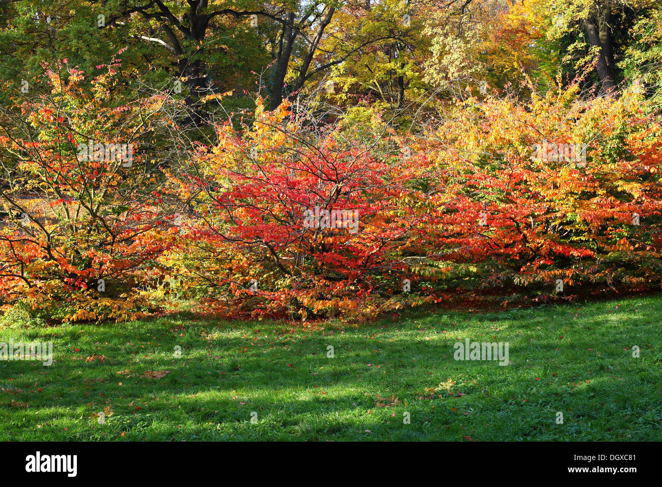 Rosso Giallo e verde autunno faggi sull'erba verde Fagus sylvatica Foto Stock Rosso Giallo e verde autunno faggi sull'erba verde Fagus sylvatica Foto Stock