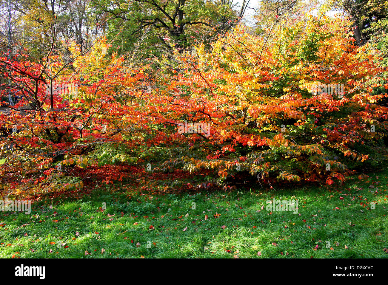 Rosso Giallo e verde autunno faggi sull'erba verde Fagus sylvatica Foto Stock Rosso Giallo e verde autunno faggi sull'erba verde Fagus sylvatica Foto Stock