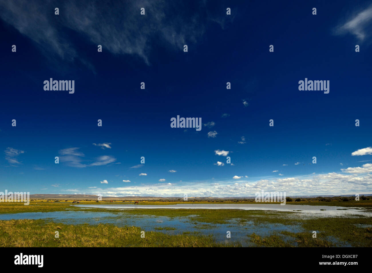 Marsh con un cielo blu, Monte Leon National Park, Rio Gallegos, Patagonia, Argentina, Sud America Foto Stock