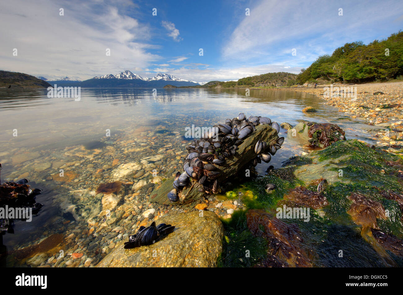 Pietra ricoperta con mssels, lago e vista sulla montagna, Ushuaia, Tierra del Fuego, Patagonia, Argentina, Sud America Foto Stock