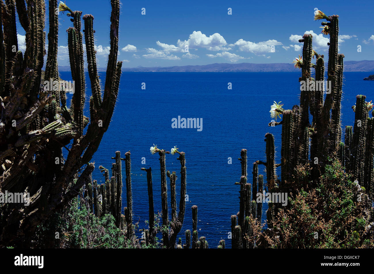 Cactus (Cactaceae), il lago Titicaca, Copacabana, Bolivia, Sud America Foto Stock