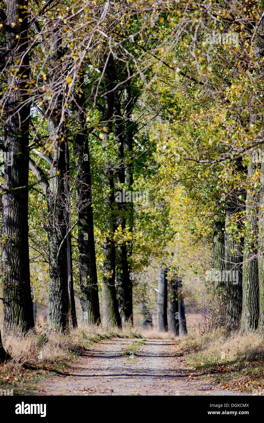 Vecchio Poplar Tree alberi strada in autunno Populus balsamifera Foto Stock