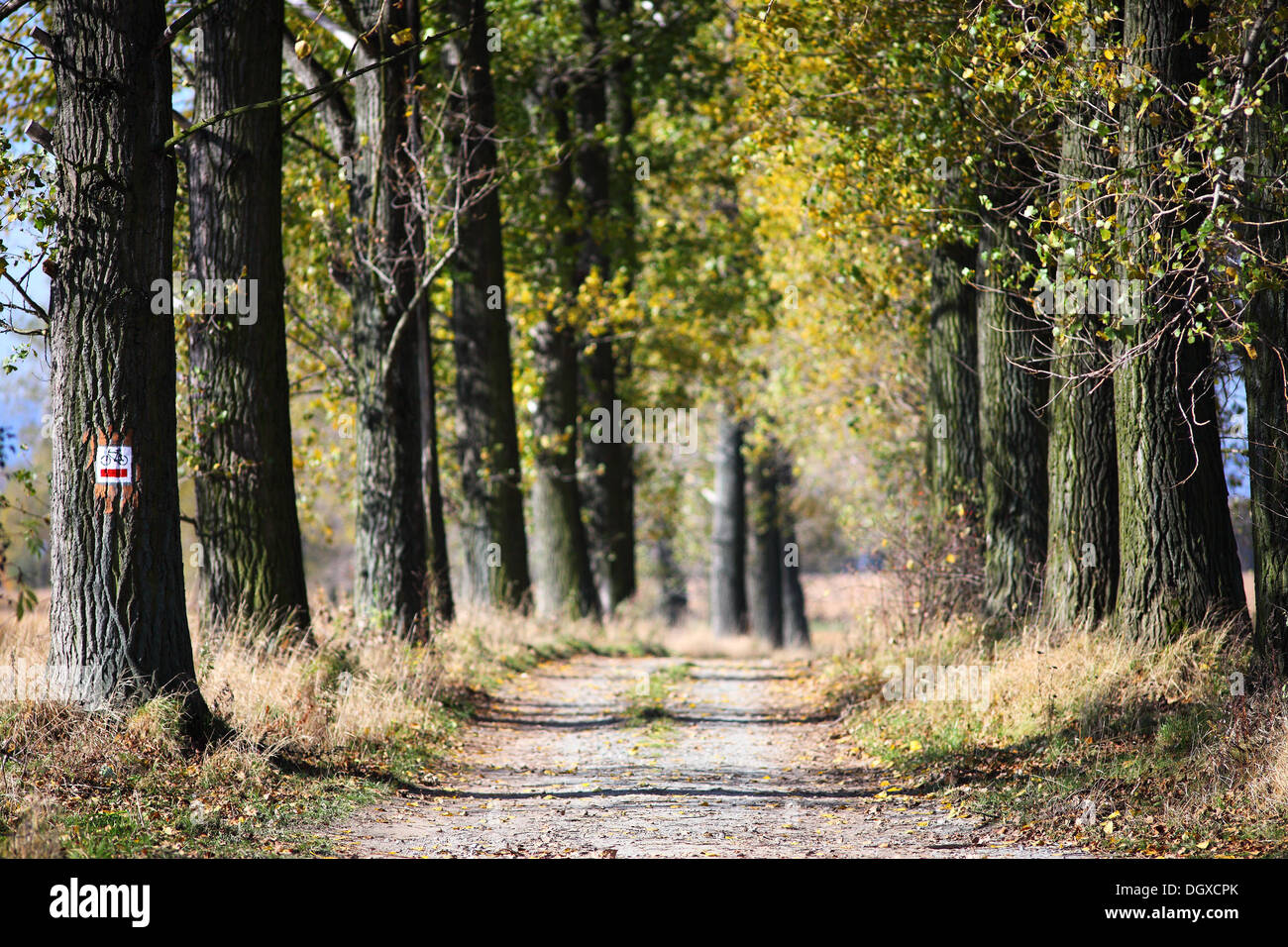 Vecchio Poplar Tree alberi strada in autunno Populus balsamifera Foto Stock