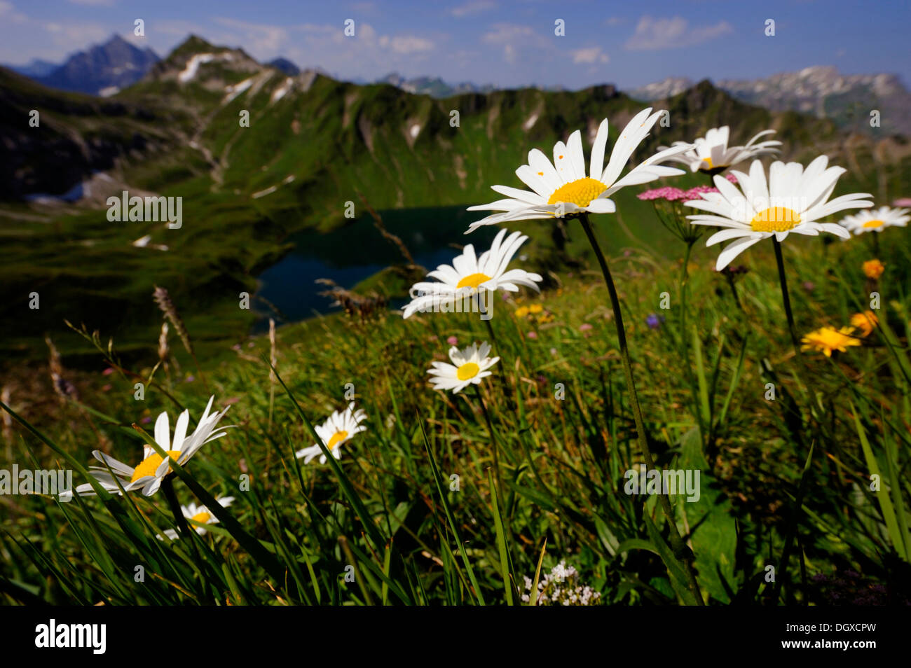 Margherite (Leucanthemum vulgare), con un lago di montagna e il panorama di montagna, Geisshorn Mountain, Valle di Tannheim, Tirolo, Austria Foto Stock