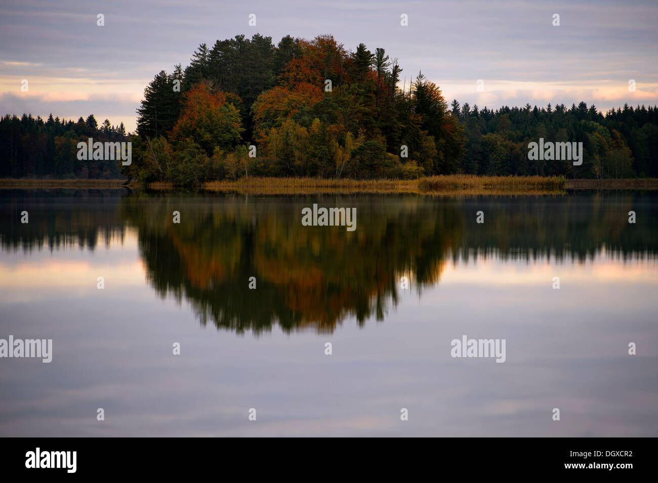 Isola autunnali con la riflessione Lago Ostersee, Iffeldorf, Alta Baviera, Baviera Foto Stock