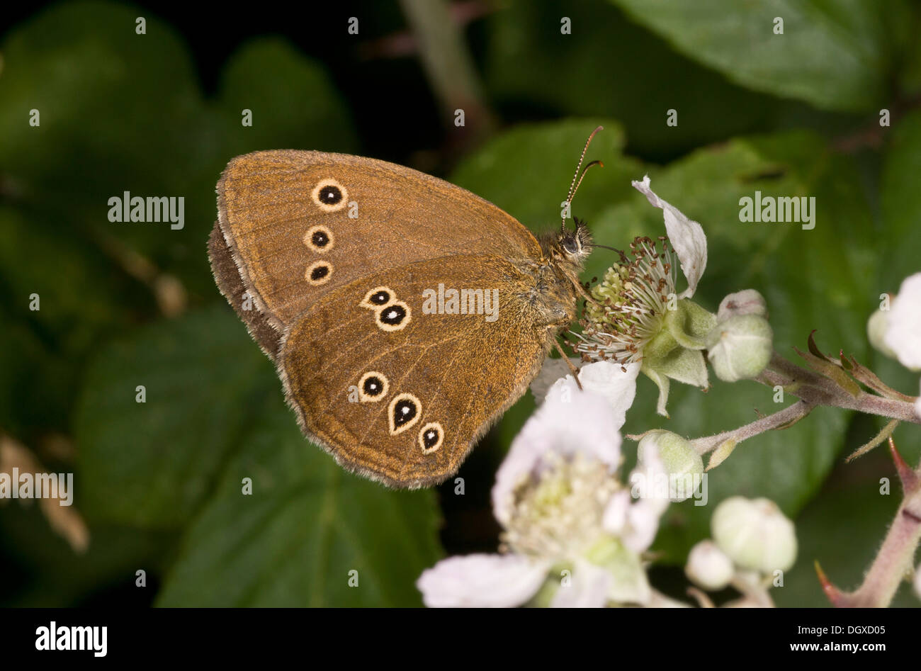Anello femmina butterfly, Aphantopus hyperantus, alimentando il rovo fiori Foto Stock