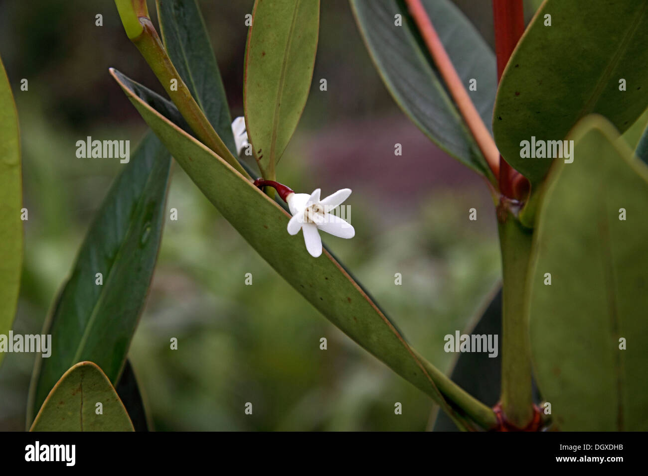 Paragenipa wrightii una pianta endemica delle Seychelles Foto Stock