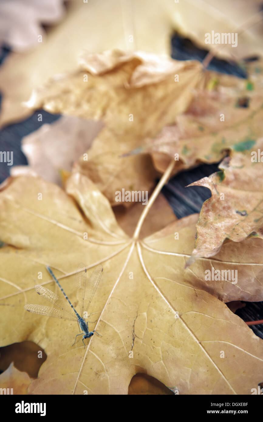 Vista ravvicinata su una libellula con foglie di autunno Foto Stock