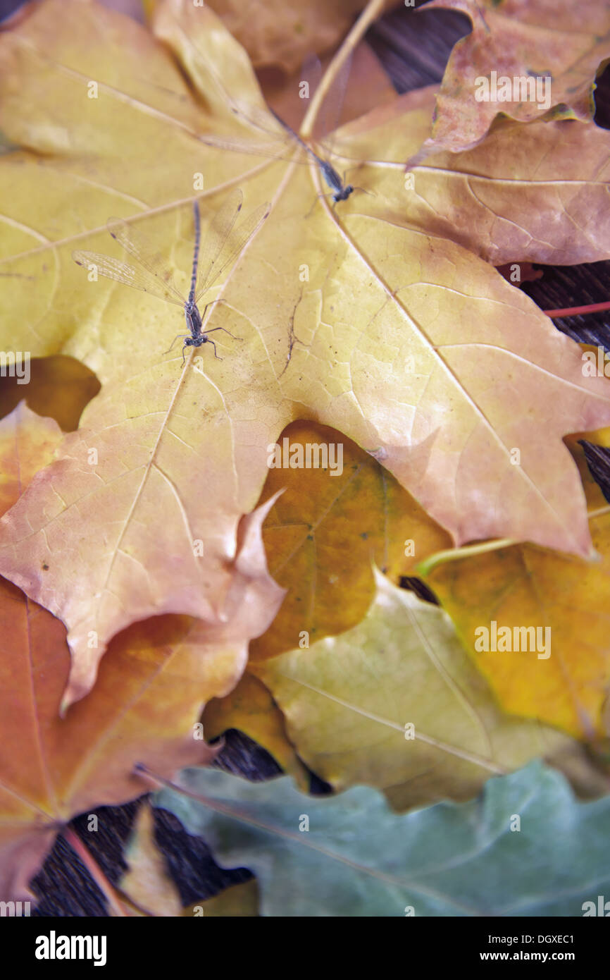 Vista ravvicinata su una libellula con foglie di autunno Foto Stock