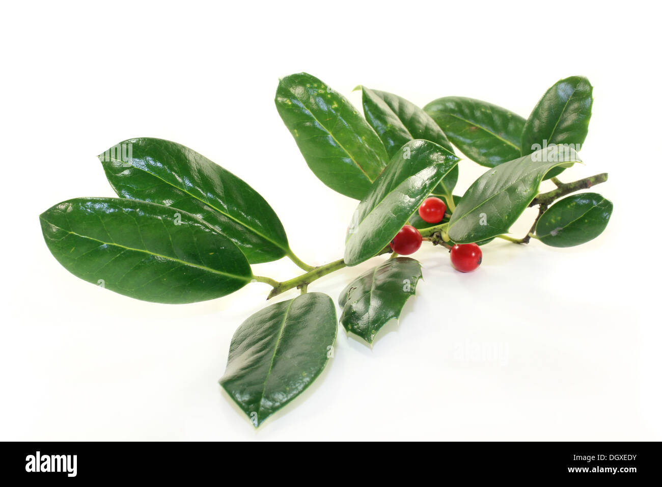 Fresco verde holly rami contro uno sfondo bianco Foto Stock