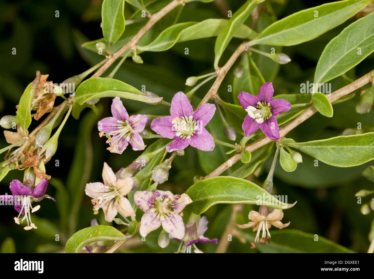 Il Duca di Argyll's Teaplant, Lycium barbarum in fiore. Dalla Cina originariamente, naturalizzato su la costa del Dorset. Foto Stock