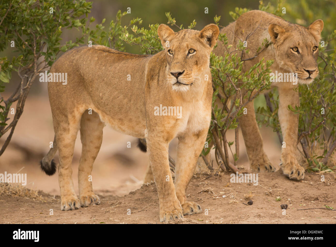 Due leonesse (Leo Panthera) sulla caccia Foto Stock