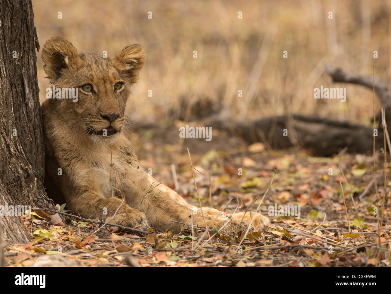 Lion cub (Panthera leo) in appoggio contro il tronco di albero Foto Stock