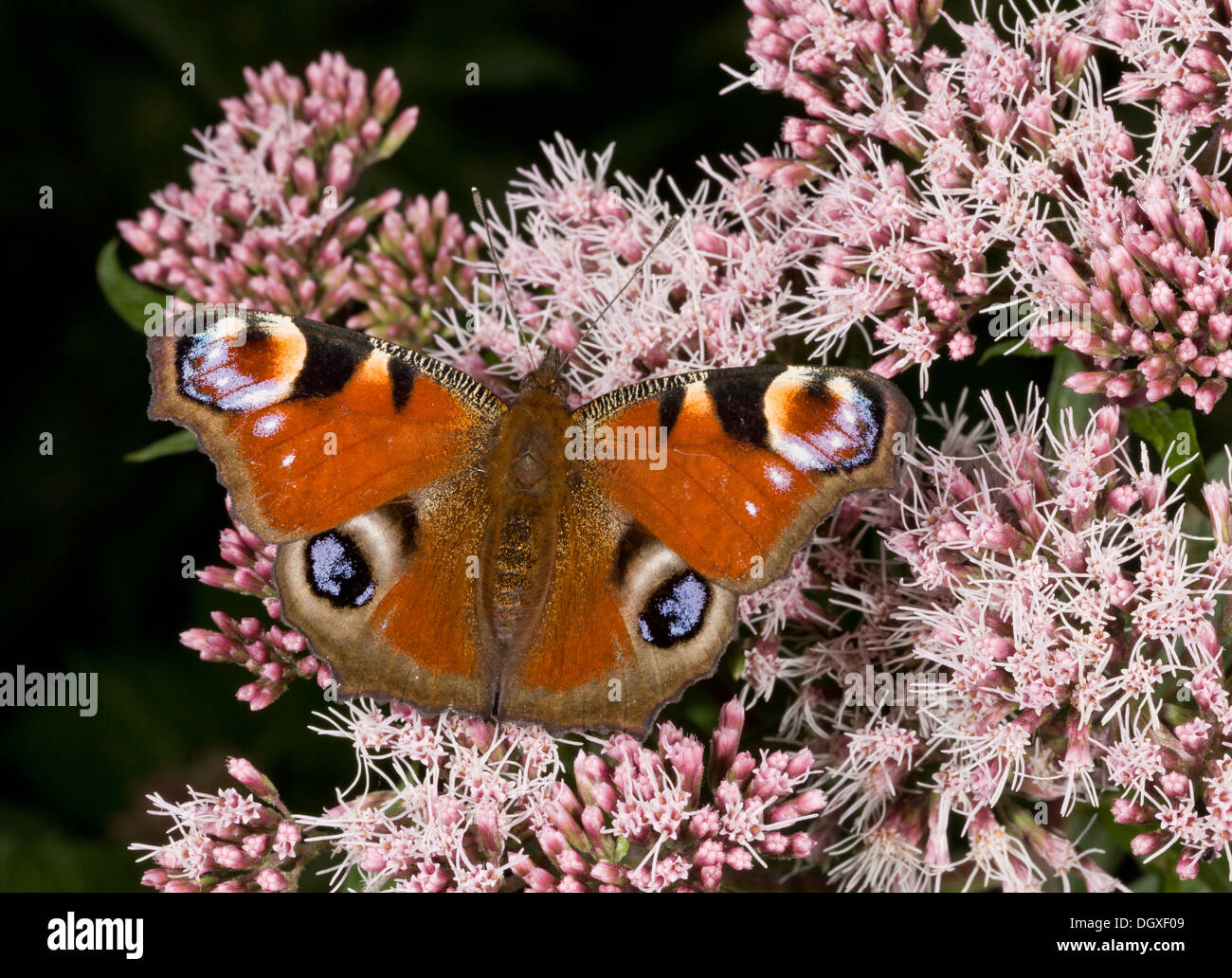 Farfalla Pavone, Inachis io, alimentazione sulla canapa agrimonia fiori. Il Dorset. Foto Stock