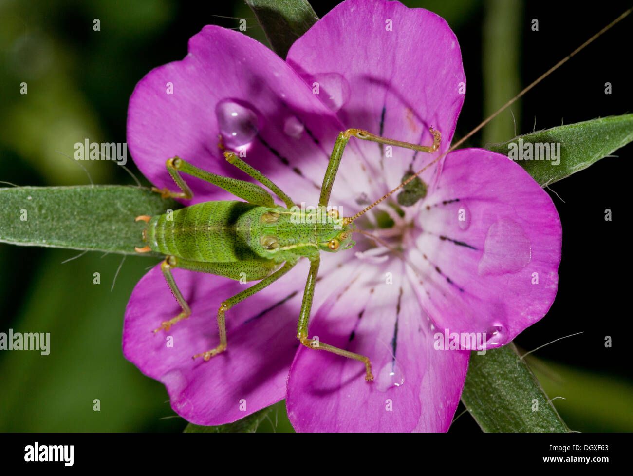 Chiazzato Bush-cricket, Leptophyes punctatissima - giovane adulto in mais Cockle fiore; Dorset. Foto Stock