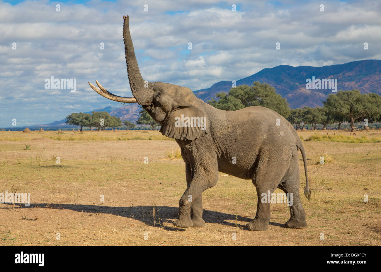 Vista laterale di un elefante africano bull (Loxodonta africana) sollevando il suo tronco dritto in alto Foto Stock